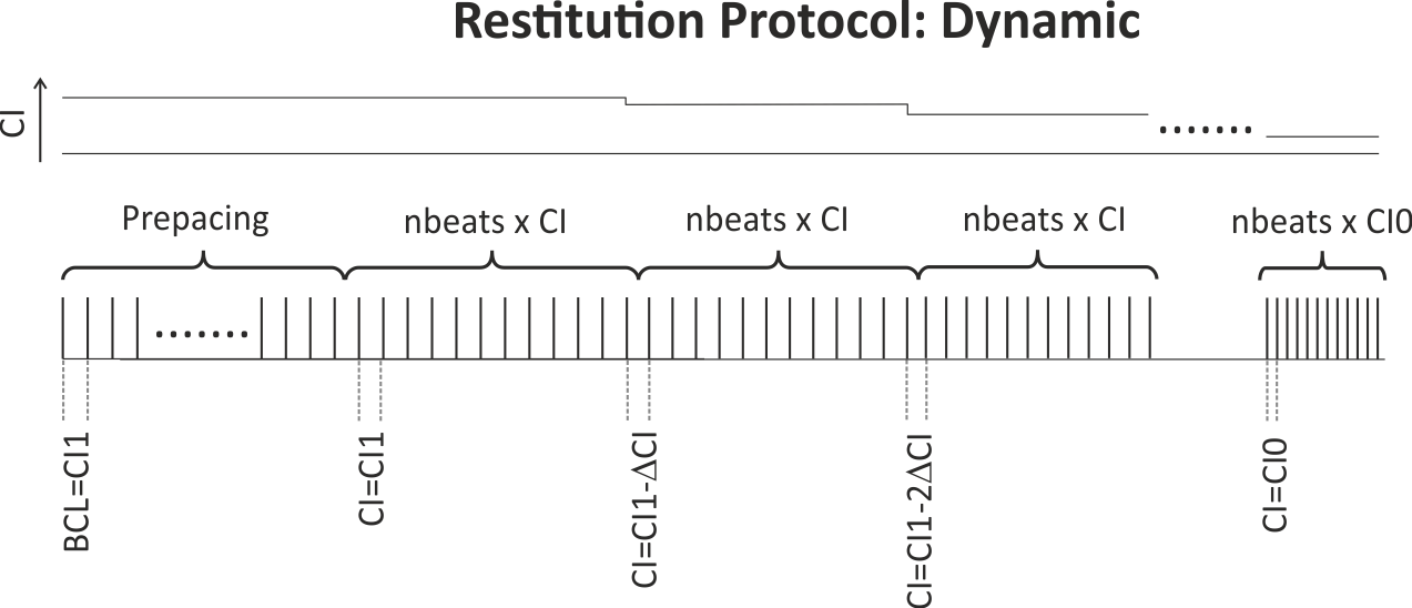 ../../_images/01_EP_cell_02B_restitution_dynamic.png