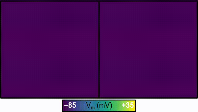 ../../_images/05A_Regions_vs_Gradients_Fig3_VmComparison.gif